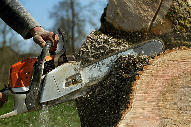 Best Fruit Tree Pruning  in Milliken, CO